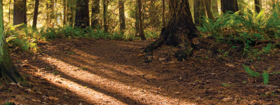 Hiking path in a forest