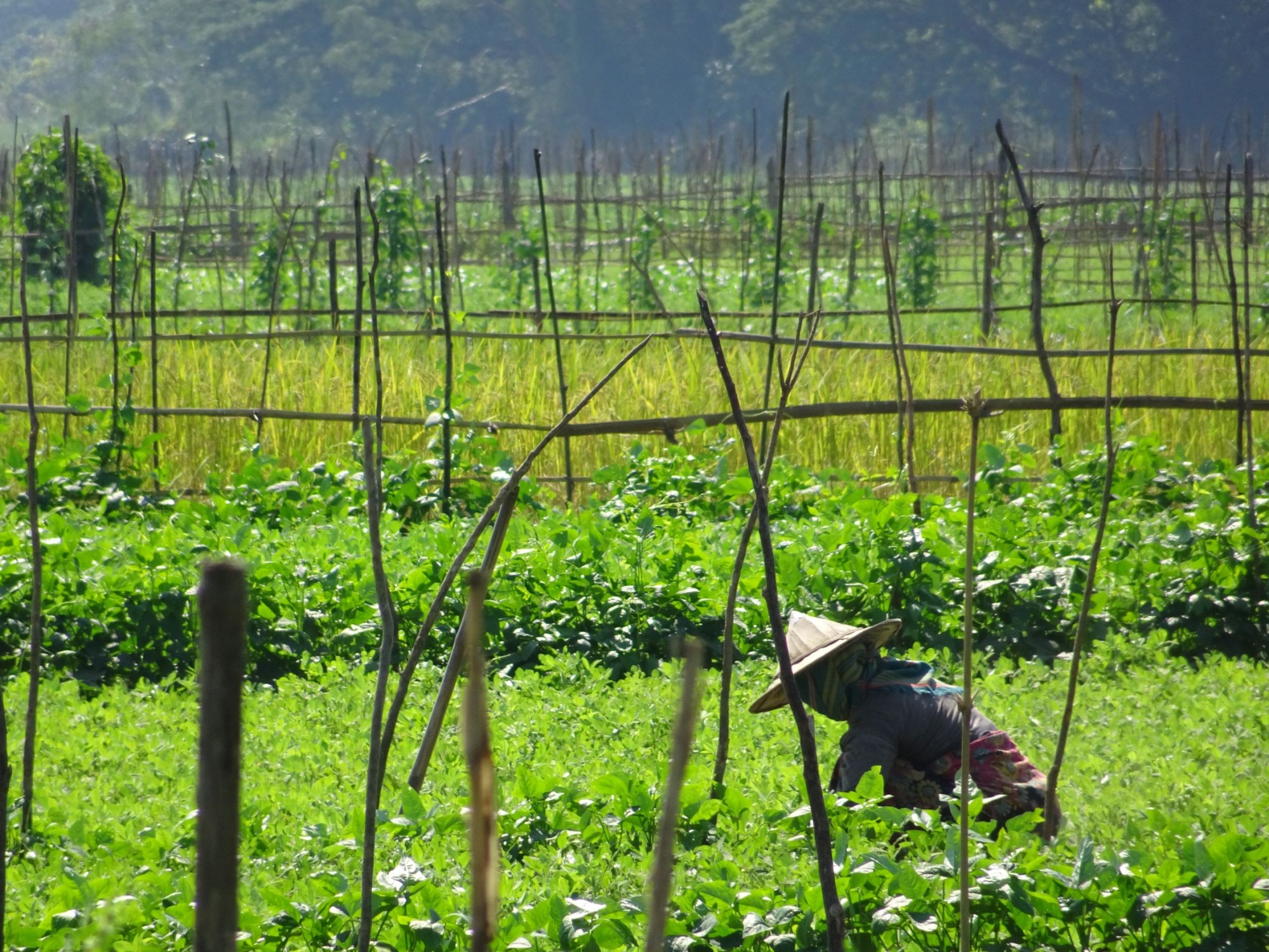 Myanmar resident working in a field